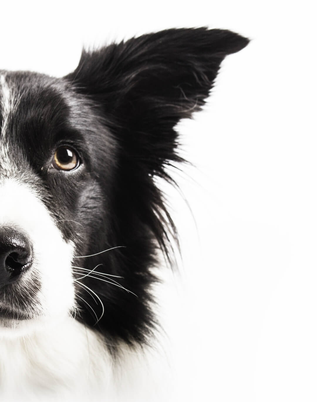 White Foam in Dog Vomit